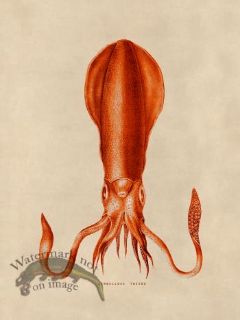 Octopus Orange 27